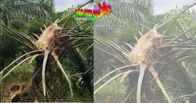 与友进森林钓鱼 男子遭野象踩死