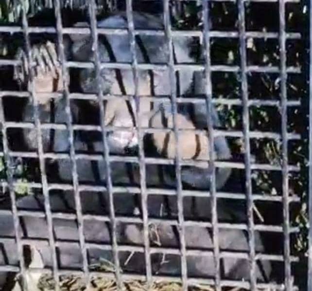雄性马来熊闯入野生动物保护与国家公园局设置的捕笼。