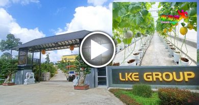 【柏朗埃选区走一回系列 第2篇】LKE集团榴梿种植计划   文积新村  热闹起来