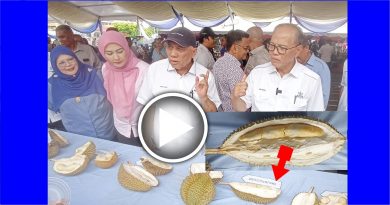 “艾莎南利” 膺文冬榴梿王