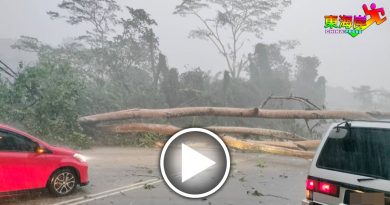 暴风雨吹倒大树  文冬劳勿路交通中断