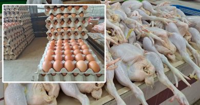 让禽畜业回血市场摆脱混乱     肉鸡鸡蛋 自由价 可稳定供应