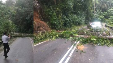 士满慕往雅姆方向旧山路      大树倒塌阻去路   今已能通车