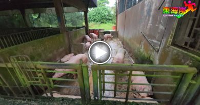 关丹宰猪场新宰费     每头一次性涨8令吉     拒付罢宰猪