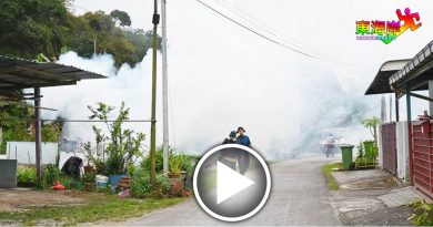 骨痛热症爆发丨非法菜园成黑斑蚊温床  卫生局要铲平？