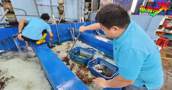 从欧美进口的活龙虾必须第一时间存养在低于10度的冰水池中。