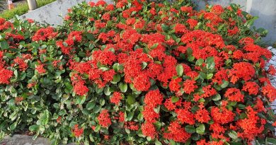 花色艳丽流行盆栽 龙船花绑龙船祈吉祥