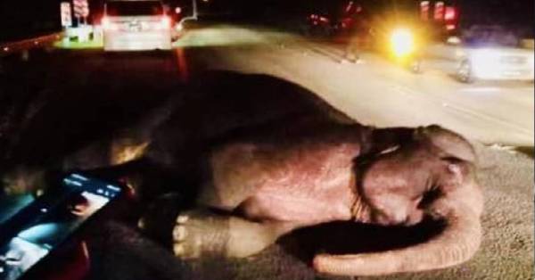 在马路上慢步的大象，被保时捷休旅车猛撞负伤，一度倒地不起。