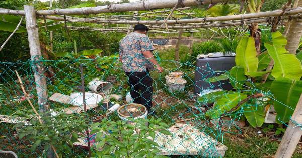居民擅自开辟的小菜园，堆放各种易盛水的塑料桶。