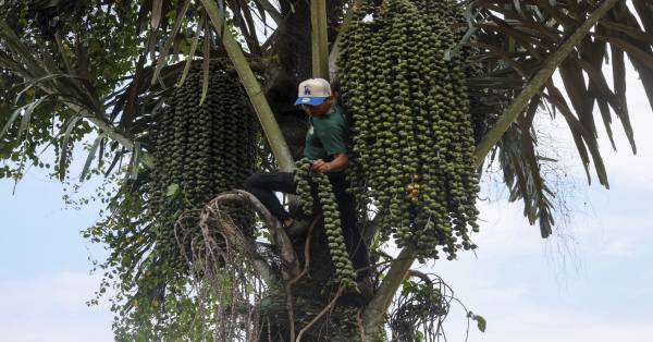 要制作桄榔，慕哈末哈利依艾曼必须冒爬上桄榔树采下一串串的桄榔果。