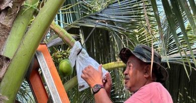 香兰椰子收成日产百瓶 前州议员卖椰花露