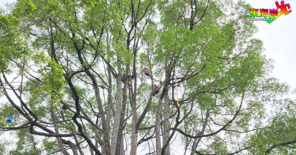 工作攀爬的攀树技能，是比赛中考验攀树者在树梢间运用绳索系统活动的能力。