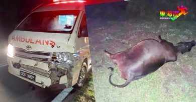 道路游荡 救护车猛撞  车毁牛亡 谁负责？