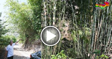 文冬两广义山竹林  欢迎竹商免费砍伐