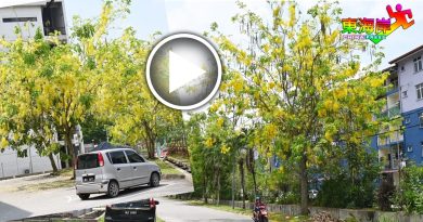 文冬黄金雨 随风飘落 满树开黄花点缀街景