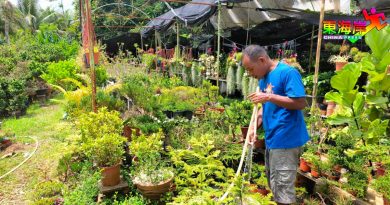 大热天 花卉盆栽易枯 花圃加倍灌溉    免亏损