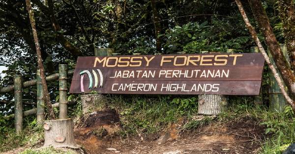 依劳山苔藓森林（Mossy Forest）是近年深受国内外游客欢迎的去处。