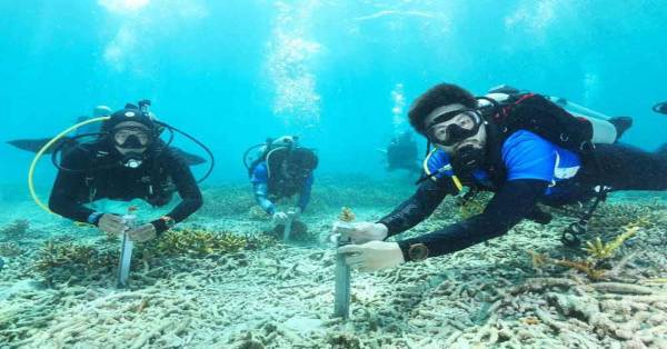 海洋生研究员发出担忧珊瑚礁因海水高温，大规模严重白化死亡预警。