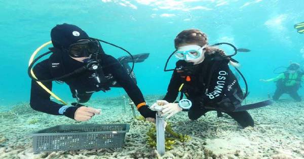 珊瑚研究员收集珊瑚礁温度，以了解海洋温度升高对珊瑚礁的威胁
