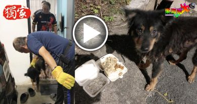 黑狗闯入穆斯林家  志消队引出屋外