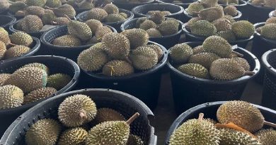 今日东海岸丨非法芭案件牵连市场 劳勿各领域  “榴”不住生意