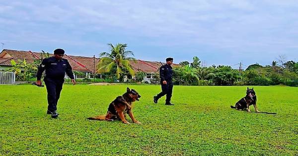 警犬在驯导员的领导下，为将展开缉捕行动做好准备。