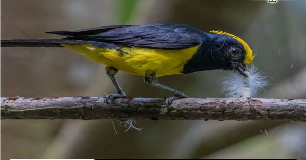有着蓬松黄色长型冠羽、上体黑、下体黄的“冕雀”，飞迁至福隆港的鸟类之一。