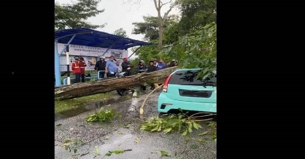 茂盛大树在狂风暴雨中“应声倒下”，砸中路过轿车。