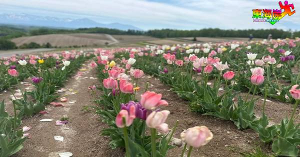日本有不同花期打卡景点，北海道的郁金香是春天美景。