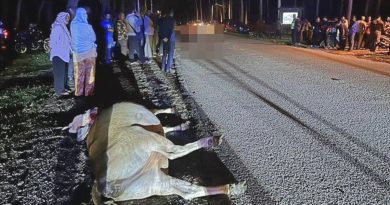 乱放养黄牛酿悲剧    餐厅员工撞牛身亡