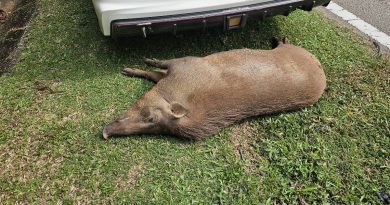 突越过马路被车撞    山猪横死路中央