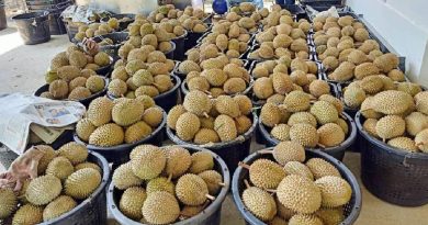 榴槤业者: 赶在来临果季落实 冀出口SOP尽快出炉