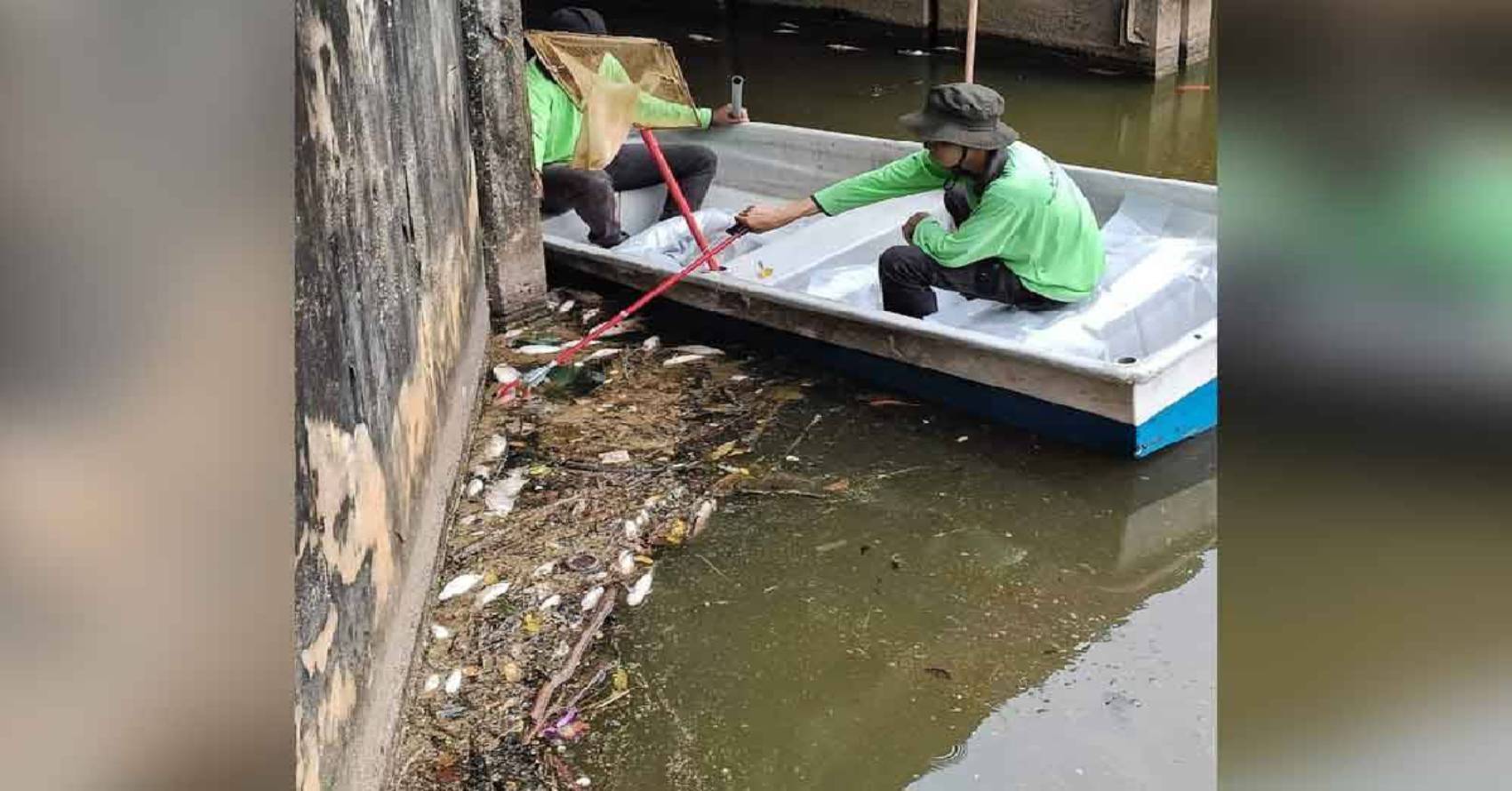 清洁工乘坐小船在发现鱼群死亡的湖泊，进行打捞工作。