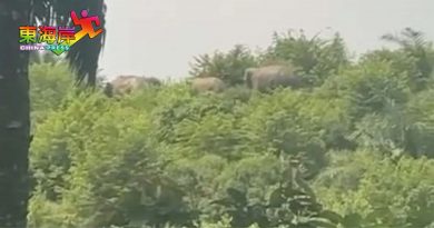 野象闯入发展芭 野生动物保护局派员驱赶