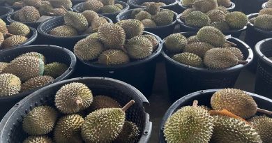 为确保首批猫山王抵中 厂商  呈申请  查运输
