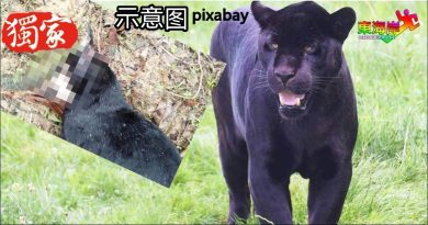 独家丨新村后山现豹踪  10余只狗被吃　吓坏园主