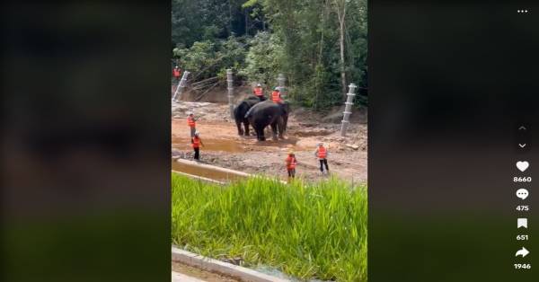 两头壮硕的巨象上阵为东海岸铁路计划围栏进行测试“质量”检查。