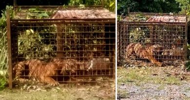 鉴定是否袭2男老虎  3周内公布调查结果