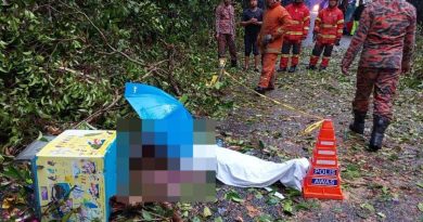 大树倒下    压死冰淇淋小贩