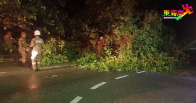 狂风暴雨袭击 树倒及民宅屋顶损坏