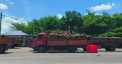 今日东海岸│棕油果市场需求增 价高量少   园主收入稳