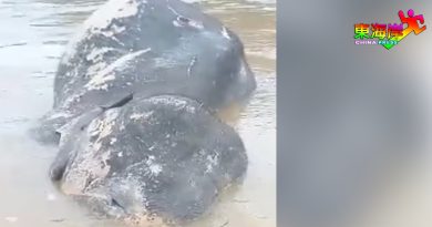 野象浮尸河面 疑因洪水溺亡