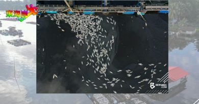 水源污染 上万鱼翻肚 丹淡水鱼业者 亏大了