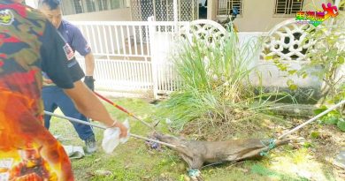 野猪掉落住宅区沟渠  消拯员和志消队 动员拯救