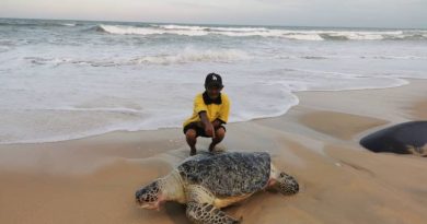 疑遭网割伤尾巴    成年海龟死亡