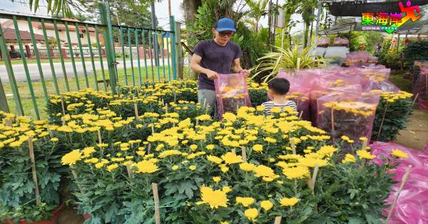 长势喜人的菊花树开始在各地花圃上架。