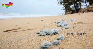触碰留螫痕剧毒可致命 成群僧帽水母冲上岸