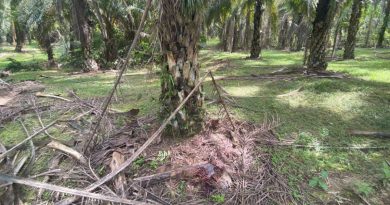 原住民被山猪攻击死亡