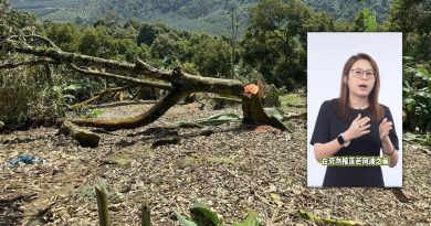 黄绍敏：保留地种植榴梿  已违反“青皮书”