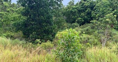 劳勿积罗园丘 又传有老虎出没 野生动物局:  未接投报